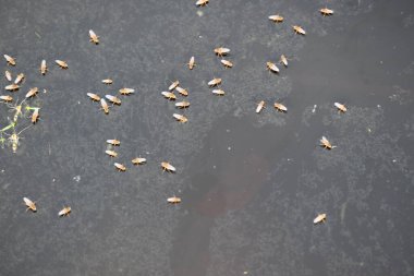 Ephydridae veya sahil sinekleri. Bu, Diptera tarikatından bir böcek ailesi. Deniz kıyıları yakınında ya da göletler gibi daha küçük iç sularda bulunan küçük sineklerdir. Tuzlu su..