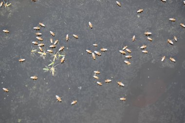 Ephydridae veya sahil sinekleri. Bu, Diptera tarikatından bir böcek ailesi. Deniz kıyıları yakınında ya da göletler gibi daha küçük iç sularda bulunan küçük sineklerdir. Tuzlu su..