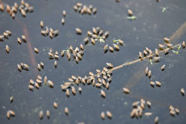 Ephydridae veya sahil sinekleri. Bu, Diptera tarikatından bir böcek ailesi. Deniz kıyıları yakınında ya da göletler gibi daha küçük iç sularda bulunan küçük sineklerdir. Tuzlu su..