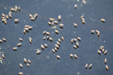 Ephydridae veya sahil sinekleri. Bu, Diptera tarikatından bir böcek ailesi. Deniz kıyıları yakınında ya da göletler gibi daha küçük iç sularda bulunan küçük sineklerdir. Tuzlu su..