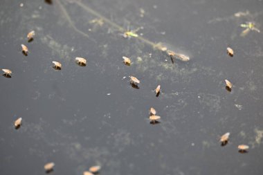 Ephydridae veya sahil sinekleri. Bu, Diptera tarikatından bir böcek ailesi. Deniz kıyıları yakınında ya da göletler gibi daha küçük iç sularda bulunan küçük sineklerdir. Tuzlu su..