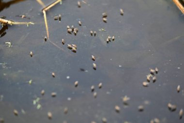 Ephydridae veya sahil sinekleri. Bu, Diptera tarikatından bir böcek ailesi. Deniz kıyıları yakınında ya da göletler gibi daha küçük iç sularda bulunan küçük sineklerdir. Tuzlu su..