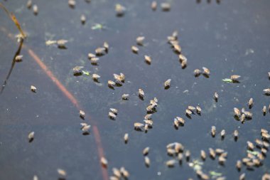 Ephydridae veya sahil sinekleri. Bu, Diptera tarikatından bir böcek ailesi. Deniz kıyıları yakınında ya da göletler gibi daha küçük iç sularda bulunan küçük sineklerdir. Tuzlu su..