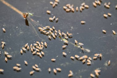 Ephydridae veya sahil sinekleri. Bu, Diptera tarikatından bir böcek ailesi. Deniz kıyıları yakınında ya da göletler gibi daha küçük iç sularda bulunan küçük sineklerdir. Tuzlu su..