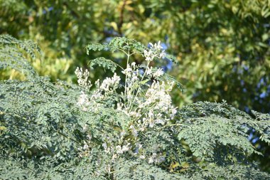 Moringa tree flowers. This is a Moringaceae family tree. Its other names moringa, drumstick tree, horseradish, andben oiltree andbenzolive. Vegetable is made from this flower. White flower.  clipart