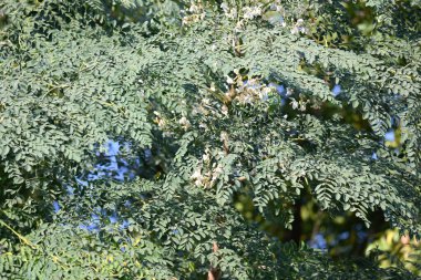 Moringa ağacı çiçekleri. Bu bir Moringaceae aile ağacı. Diğer isimleri Moringa, but budu ağacı, yabanturpu, ve Ben yağı ve zeytin. Sebze bu çiçekten yapılır. Beyaz çiçek. 