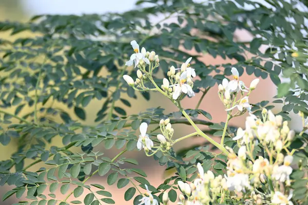 Moringa ağacı çiçekleri. Bu bir Moringaceae aile ağacı. Diğer isimleri Moringa, but budu ağacı, yabanturpu, ve Ben yağı ve zeytin. Sebze bu çiçekten yapılır. Beyaz çiçek. 