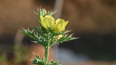 Argemone meksika çiçeği. Diğer adı Meksikalı haşhaş, dikenli Meksika gelinciği, deve dikeni, cardo ve kardosantois. Bu bir tür palavra. Hindistan 'da 