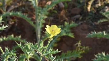 Argemone meksika çiçeği. Diğer adı Meksikalı haşhaş, dikenli Meksika gelinciği, deve dikeni, cardo ve kardosantois. Bu bir tür palavra. Hindistan 'da 