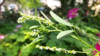 Melilotus albus çiçeği. Diğer isimleri bal yoncası, beyaz melilot, Bokhara yoncası, beyaz tatlı yonca ve tatlı yonca. Bu, Fabaceae familyasındaki bir azot sabitleyicisidir.. 