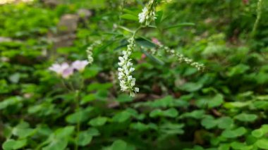 Melilotus albus çiçeği. Diğer isimleri bal yoncası, beyaz melilot, Bokhara yoncası, beyaz tatlı yonca ve tatlı yonca. Bu, Fabaceae familyasındaki bir azot sabitleyicisidir.. 