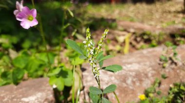 Melilotus albus çiçeği. Diğer isimleri bal yoncası, beyaz melilot, Bokhara yoncası, beyaz tatlı yonca ve tatlı yonca. Bu, Fabaceae familyasındaki bir azot sabitleyicisidir.. 