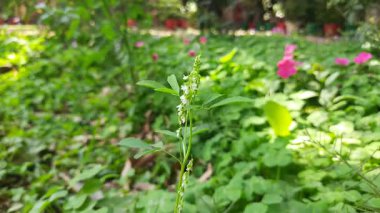 Melilotus albus çiçeği. Diğer isimleri bal yoncası, beyaz melilot, Bokhara yoncası, beyaz tatlı yonca ve tatlı yonca. Bu, Fabaceae familyasındaki bir azot sabitleyicisidir.. 