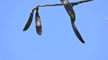 Oroxylum indicum ağacı meyveleri. Diğer isimleri trompet ağacı, oroxylum, Hint trompet ağacı, kırık kemik ağacı, tırpan ağacı, Demokles ağacı ve gece yarısı dehşeti. Geleneksel olmayan ilaçlar kullanıyor..