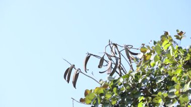 Oroxylum indicum ağacı meyveleri. Diğer isimleri trompet ağacı, oroxylum, Hint trompet ağacı, kırık kemik ağacı, tırpan ağacı, Demokles ağacı ve gece yarısı dehşeti. Geleneksel olmayan ilaçlar kullanıyor..