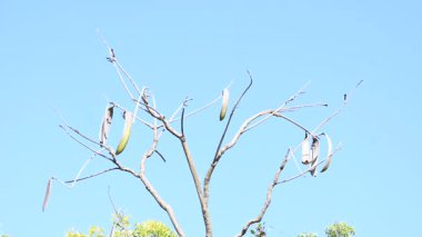 Oroxylum indicum ağacı meyveleri. Diğer isimleri trompet ağacı, oroxylum, Hint trompet ağacı, kırık kemik ağacı, tırpan ağacı, Demokles ağacı ve gece yarısı dehşeti. Geleneksel olmayan ilaçlar kullanıyor..