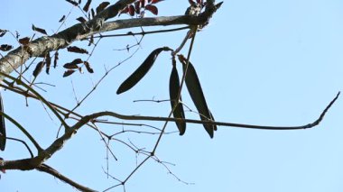 Oroxylum indicum ağacı meyveleri. Diğer isimleri trompet ağacı, oroxylum, Hint trompet ağacı, kırık kemik ağacı, tırpan ağacı, Demokles ağacı ve gece yarısı dehşeti. Geleneksel olmayan ilaçlar kullanıyor..