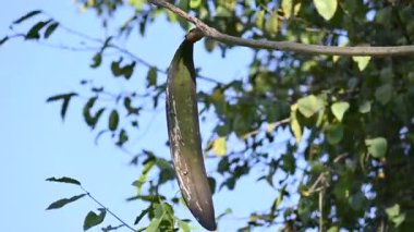 Oroxylum indicum ağacı meyveleri. Diğer isimleri trompet ağacı, oroxylum, Hint trompet ağacı, kırık kemik ağacı, tırpan ağacı, Demokles ağacı ve gece yarısı dehşeti. Geleneksel olmayan ilaçlar kullanıyor..