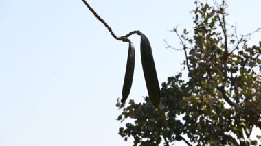Oroxylum indicum ağacı meyveleri. Diğer isimleri trompet ağacı, oroxylum, Hint trompet ağacı, kırık kemik ağacı, tırpan ağacı, Demokles ağacı ve gece yarısı dehşeti. Geleneksel olmayan ilaçlar kullanıyor..