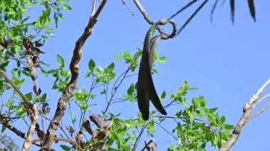 Oroxylum indicum ağacı meyveleri. Diğer isimleri trompet ağacı, oroxylum, Hint trompet ağacı, kırık kemik ağacı, tırpan ağacı, Demokles ağacı ve gece yarısı dehşeti. Geleneksel olmayan ilaçlar kullanıyor..