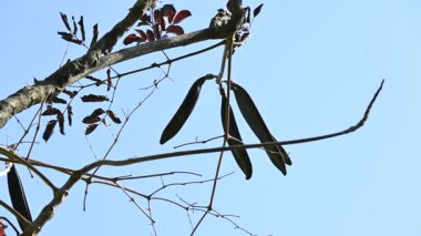 Oroxylum indicum ağacı meyveleri. Diğer isimleri trompet ağacı, oroxylum, Hint trompet ağacı, kırık kemik ağacı, tırpan ağacı, Demokles ağacı ve gece yarısı dehşeti. Geleneksel olmayan ilaçlar kullanıyor..