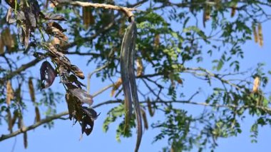 Oroxylum indicum ağacı meyveleri. Diğer isimleri trompet ağacı, oroxylum, Hint trompet ağacı, kırık kemik ağacı, tırpan ağacı, Demokles ağacı ve gece yarısı dehşeti. Geleneksel olmayan ilaçlar kullanıyor..
