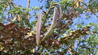 Oroxylum indicum ağacı meyveleri. Diğer isimleri trompet ağacı, oroxylum, Hint trompet ağacı, kırık kemik ağacı, tırpan ağacı, Demokles ağacı ve gece yarısı dehşeti. Geleneksel olmayan ilaçlar kullanıyor..