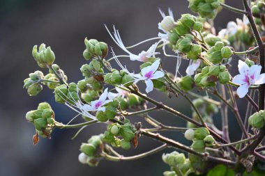 Tezgâhtar trichotomum çiçek eker. Diğer isimleri soytarı görkemli çardak, görkemli ağaç ve fıstık ezmesi ağacı. Bu, Lamiaceae ailesinin bitkilerini indiren özellikler. Yaban Çiçeği.