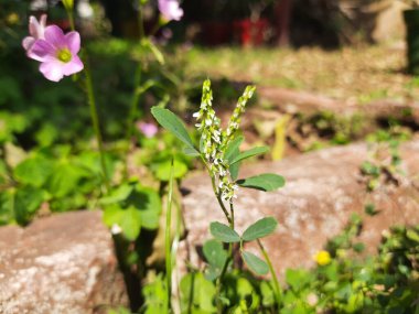 Melilotus albus çiçeği. Diğer isimleri bal yoncası, beyaz melilot, Bokhara yoncası, beyaz tatlı yonca ve tatlı yonca. Bu, Fabaceae familyasındaki bir azot sabitleyicisidir.. 