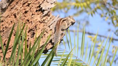 Kurumuş ağaçta sincaplar oturuyor. Sciuridae familyasının bir üyesidir. Bu kadar küçük ya da orta büyüklükte bir aile. Sincap ailesi sincaplar, yer sincapları ve uçan sincaplar..