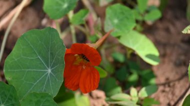 Bal arısı çiçekten polen topluyor. Ortasında polen toplayan bir arı olan parlak turuncu bir nasturtium çiçeğinin yakın çekimi. Vahşi yaşam. Yavaş çekim videosu. 