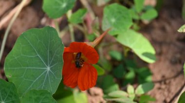 Bal arısı çiçekten polen topluyor. Ortasında polen toplayan bir arı olan parlak turuncu bir nasturtium çiçeğinin yakın çekimi. Vahşi yaşam. Yavaş çekim videosu. 