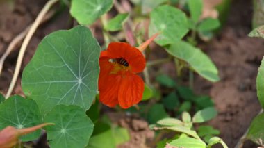 Bal arısı çiçekten polen topluyor. Ortasında polen toplayan bir arı olan parlak turuncu bir nasturtium çiçeğinin yakın çekimi. Vahşi yaşam. Yavaş çekim videosu. 
