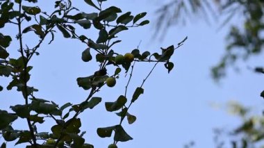 Ziziphus Mauritiana meyveleri. Yaygın isimleri, Hint sümüğü, Hint eriği, Çin tarihi, Çin elması, berber ve smaç. Bu, Rhamnaceae ailesine ait bir atropicalfruit ağacı türüdür.