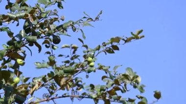 Ziziphus Mauritiana meyveleri. Yaygın isimleri, Hint sümüğü, Hint eriği, Çin tarihi, Çin elması, berber ve smaç. Bu, Rhamnaceae ailesine ait bir atropicalfruit ağacı türüdür.