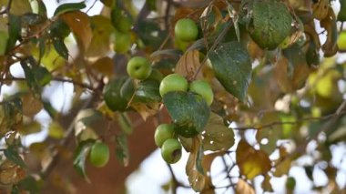 Ziziphus Mauritiana meyveleri. Yaygın isimleri, Hint sümüğü, Hint eriği, Çin tarihi, Çin elması, berber ve smaç. Bu, Rhamnaceae ailesine ait bir atropicalfruit ağacı türüdür.