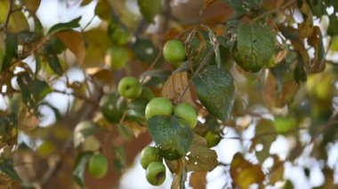 Ziziphus Mauritiana meyveleri. Yaygın isimleri, Hint sümüğü, Hint eriği, Çin tarihi, Çin elması, berber ve smaç. Bu, Rhamnaceae ailesine ait bir atropicalfruit ağacı türüdür.
