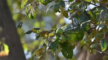 Ziziphus Mauritiana meyveleri. Yaygın isimleri, Hint sümüğü, Hint eriği, Çin tarihi, Çin elması, berber ve smaç. Bu, Rhamnaceae ailesine ait bir atropicalfruit ağacı türüdür.
