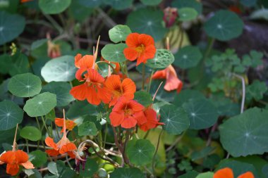 Bahçedeki tropeolum majus çiçeği. Tropaeolaceae familyasından bir bitki türü. Diğer adları ise bahçe nasturtium, nasturtium, Hint teresi ve keşiş teresi..