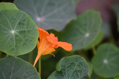 Bahçedeki tropeolum majus çiçeği. Tropaeolaceae familyasından bir bitki türü. Diğer adları ise bahçe nasturtium, nasturtium, Hint teresi ve keşiş teresi..