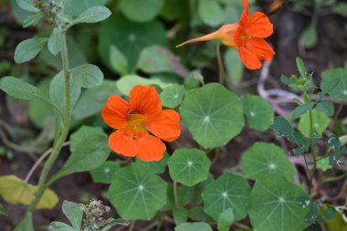 Bahçedeki tropeolum majus çiçeği. Tropaeolaceae familyasından bir bitki türü. Diğer adları ise bahçe nasturtium, nasturtium, Hint teresi ve keşiş teresi.