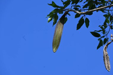 Oroxylum indicum ağacı meyveleri. Diğer isimleri trompet ağacı, oroxylum, Hint trompet ağacı, kırık kemik ağacı, tırpan ağacı, Demokles ağacı ve gece yarısı dehşeti. Geleneksel olmayan ilaçlar kullanıyor..