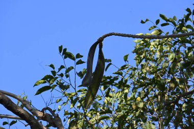 Oroxylum indicum ağacı meyveleri. Diğer isimleri trompet ağacı, oroxylum, Hint trompet ağacı, kırık kemik ağacı, tırpan ağacı, Demokles ağacı ve gece yarısı dehşeti. Geleneksel olmayan ilaçlar kullanıyor..