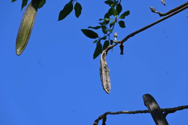 Oroxylum indicum ağacı meyveleri. Diğer isimleri trompet ağacı, oroxylum, Hint trompet ağacı, kırık kemik ağacı, tırpan ağacı, Demokles ağacı ve gece yarısı dehşeti. Geleneksel olmayan ilaçlar kullanıyor..