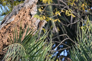 Kurumuş ağaçta sincaplar oturuyor. Sciuridae familyasının bir üyesidir. Bu kadar küçük ya da orta büyüklükte bir aile. Sincap ailesi sincaplar, yer sincapları ve uçan sincaplar..
