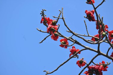 Bombax ceiba ağacı çiçeği. Yaygın adı pamuk ağacı, Malabar pamuk ağacı, kırmızı ipek pamuk ağacı, kırmızı pamuk ağacı, ipek pamuk ağacı ve kapok..