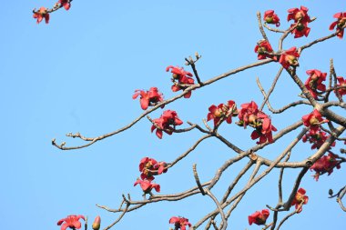 Bombax ceiba ağacı çiçeği. Yaygın adı pamuk ağacı, Malabar pamuk ağacı, kırmızı ipek pamuk ağacı, kırmızı pamuk ağacı, ipek pamuk ağacı ve kapok..