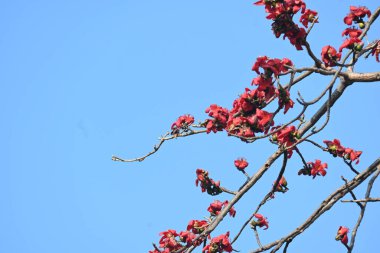 Bombax ceiba ağacı çiçeği. Yaygın adı pamuk ağacı, Malabar pamuk ağacı, kırmızı ipek pamuk ağacı, kırmızı pamuk ağacı, ipek pamuk ağacı ve kapok..