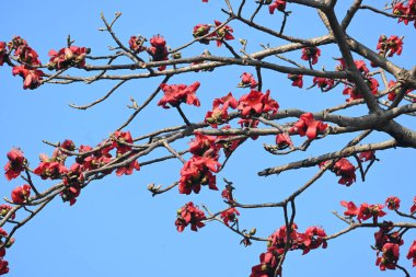 Bombax ceiba ağacı çiçeği. Yaygın adı pamuk ağacı, Malabar pamuk ağacı, kırmızı ipek pamuk ağacı, kırmızı pamuk ağacı, ipek pamuk ağacı ve kapok..