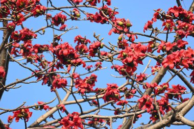 Bombax ceiba ağacı çiçeği. Yaygın adı pamuk ağacı, Malabar pamuk ağacı, kırmızı ipek pamuk ağacı, kırmızı pamuk ağacı, ipek pamuk ağacı ve kapok..